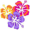 Hibiscus Drilling