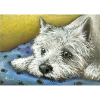 Westie
