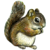 Baby squirrel