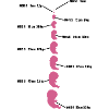 bébé evolution