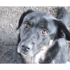 Mein Hund