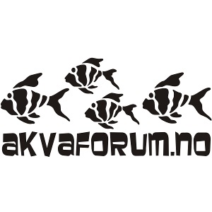 Akvaforumlogo m fisk flock