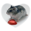 Hearted Hamster