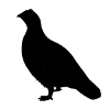 Rype - Grouse - Ptarmigan