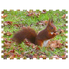 Ecureuil avec une noisette