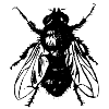 The Fly