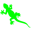 geko