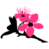 Kirschblüte