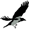 Krähe