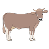 brown cattle E