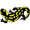 Salamander