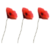 coquelicot