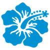 hibiskusblüte