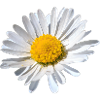 Gänseblümchen