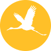 Storch 1