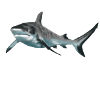 shark