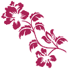 hibiskus