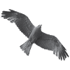 Golden Eagle