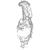 norwegische_waldkatze