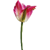 Tulips in spring