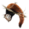 Red panda in the tree