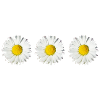 Gänseblümchen (3x)