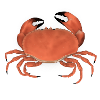 krabbe