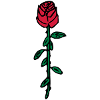 Rose