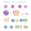 Immune system
