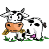 cow