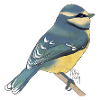 Miss Ady_mésange