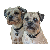 Two Border Terriers