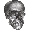 Winking Skull - Skull