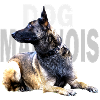 malinois dog china