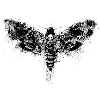moth