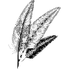 three Feathers