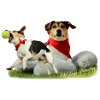 Jack Russel Terrier