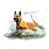 Malinois-Wasserratte