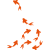 carpe koi