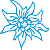 Edelweiss small