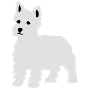 West Highland White Terrier