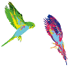 PopArt Budgies