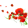Coquelicots