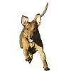 Rhodesian Ridgeback Livernose