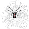Spider web