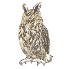 duke