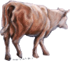 Milchkuh