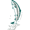 jumping salmon