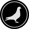 Racing pigeon