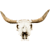 stier-schaedel